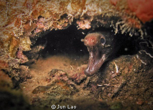 juvi moray by Jun Lao 